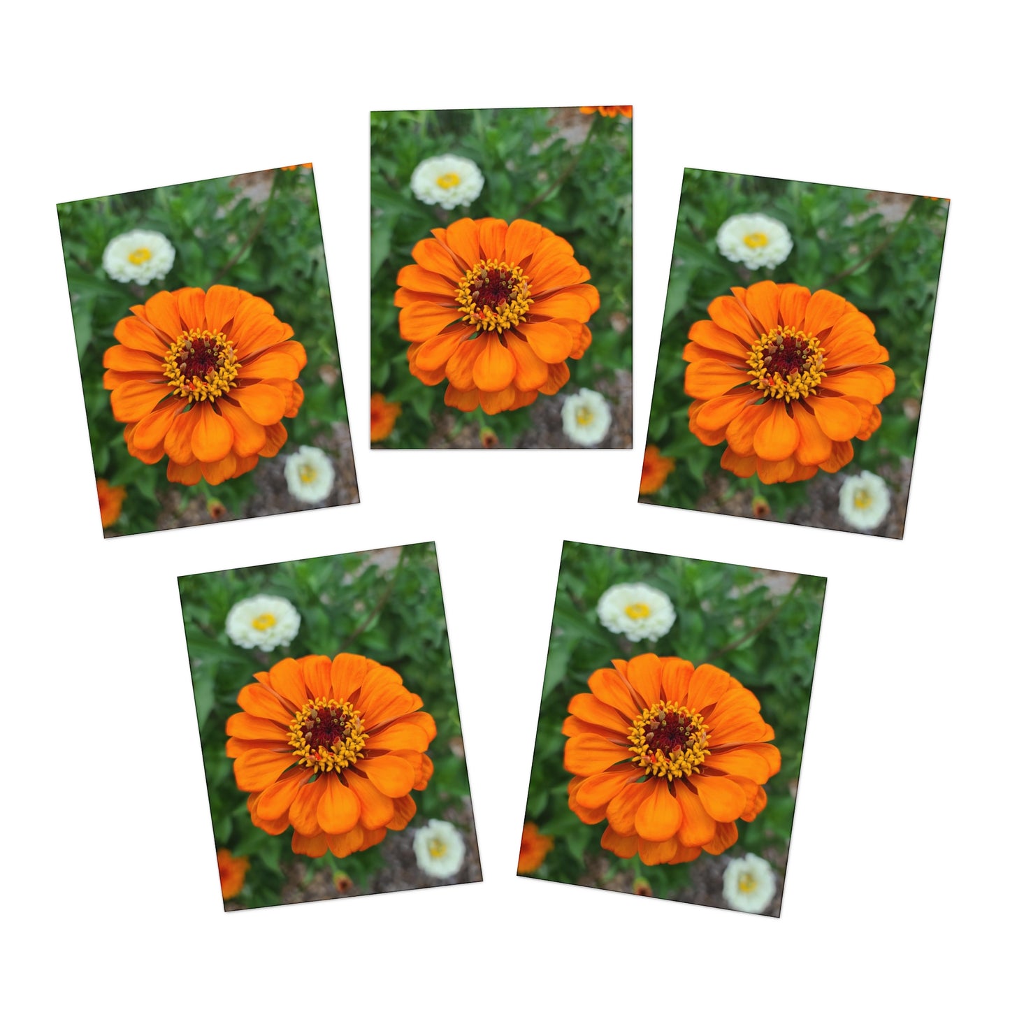 Orange Zinnia Greeting Cards (5-Pack)