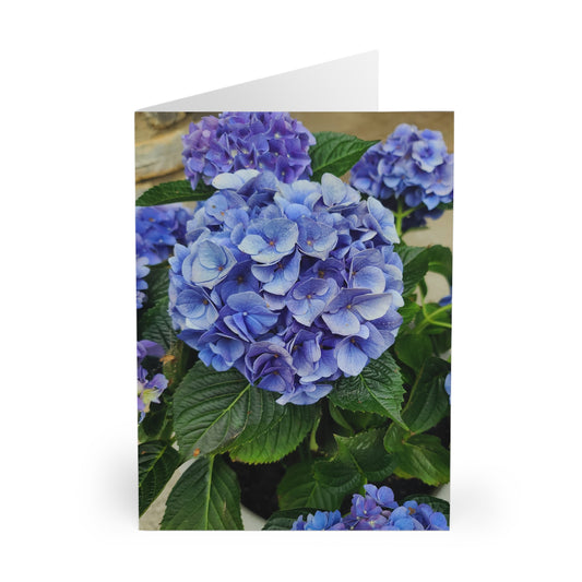 Hydrangea Greeting Cards (5-Pack)