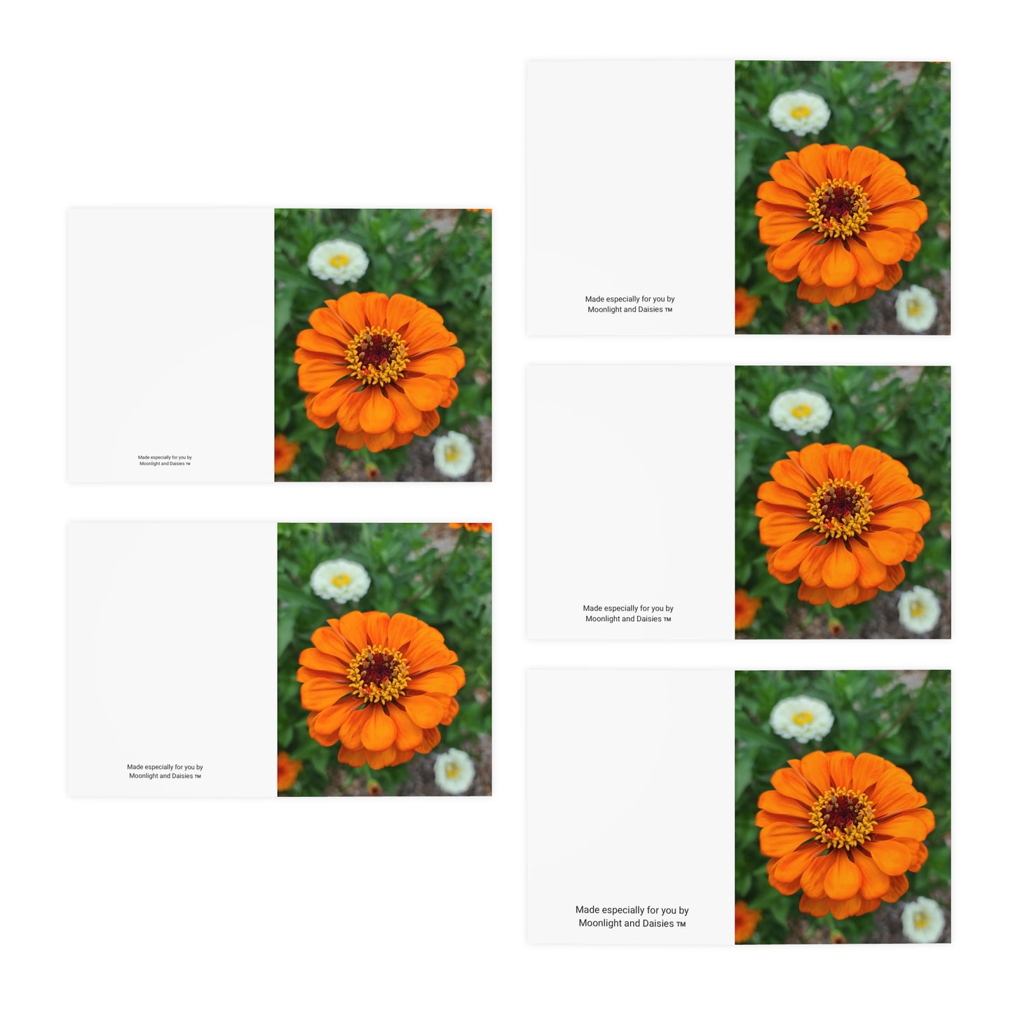 Orange Zinnia Greeting Cards (5-Pack)