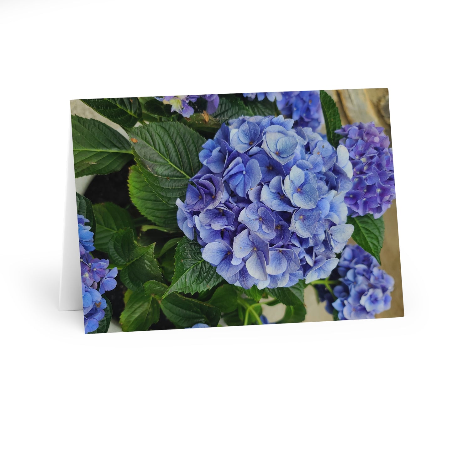 Hydrangea Greeting Cards (5-Pack)